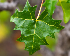 Vasconcellea chilensis