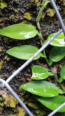 Pothos chinensis