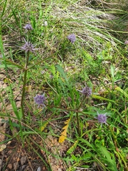 Eryngium pinnatifidum