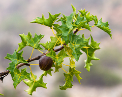 Vasconcellea chilensis