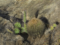 Acanthocalycium spiniflorum
