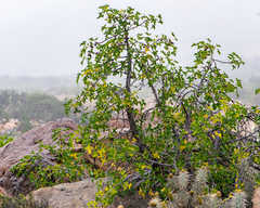 Vasconcellea chilensis