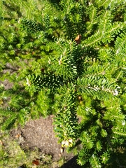 Abies koreana