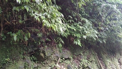 Elatostema lineolatum