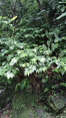 Elatostema lineolatum