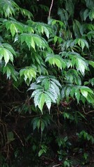 Elatostema lineolatum