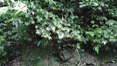 Elatostema lineolatum