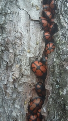 Ogdoecosta biannularis