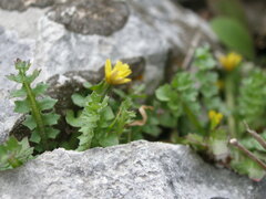 Hyoseris radiata