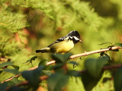 Periparus venustulus