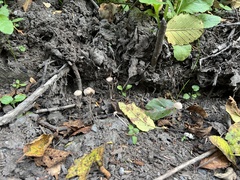 Psathyrella corrugis