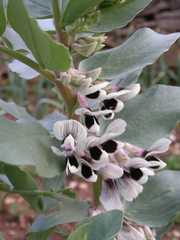 Vicia faba