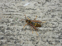 Polistes rothneyi