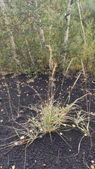 Calamagrostis epigejos