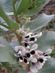 Vicia faba
