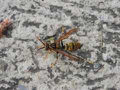 Polistes rothneyi