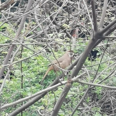 Pterorhinus sannio
