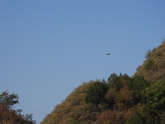 Ptyonoprogne rupestris