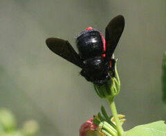 Xylocopa strandi
