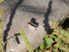 Brephidium exilis exilis