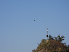 Ptyonoprogne rupestris