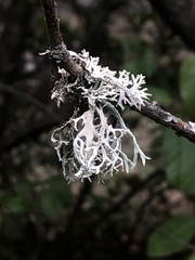 Ramalina farinacea