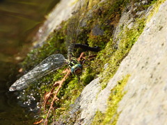 Cephalaeschna patrorum