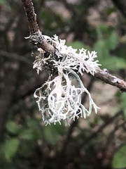 Ramalina farinacea