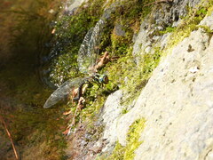 Cephalaeschna patrorum