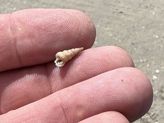 Cerithideopsis scalariformis