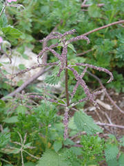 Urtica membranacea
