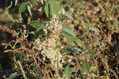 Cuscuta