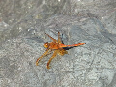 Sympetrum croceolum