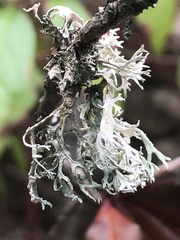 Ramalina farinacea