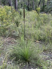 Xanthorrhoea johnsonii