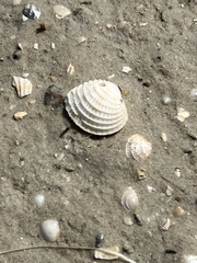 Chione elevata