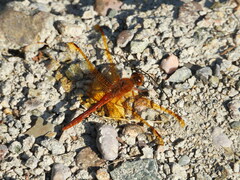 Sympetrum croceolum
