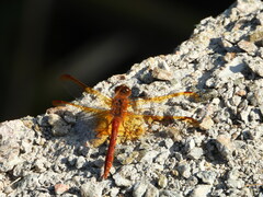 Sympetrum croceolum