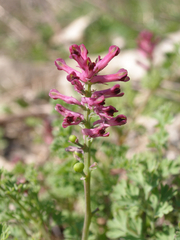 Fumaria officinalis officinalis