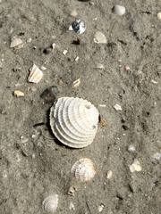Chione elevata