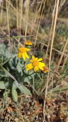 Senecio squalidus aethnensis