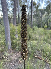 Xanthorrhoea johnsonii