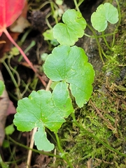 Hydrocotyle americana