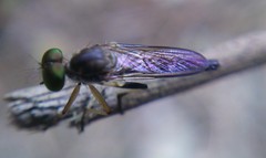 Ommatiini
