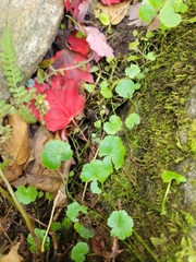Hydrocotyle americana