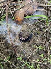 Nyctophila reichii
