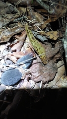 Blarina carolinensis