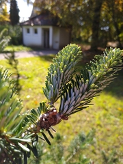 Abies koreana