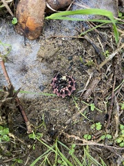 Nyctophila reichii