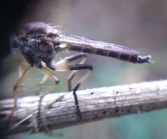 Ommatiini